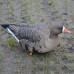 Мюрета белочела гъска Avian-X Fully flocked - 6 броя