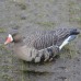 Мюрета белочела гъска Avian-X Fully flocked - 6 броя