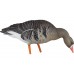 Мюрета белочела гъска Avian-X Fully flocked - 6 броя