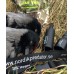 Свирка примамка за врани Nordik Crow Свирка примамка за врани Nordik Crow